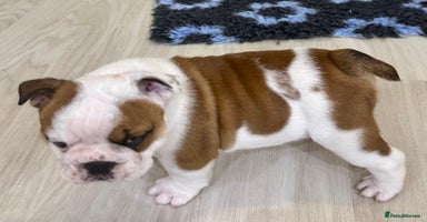 English Bulldog dogs - Advert 3