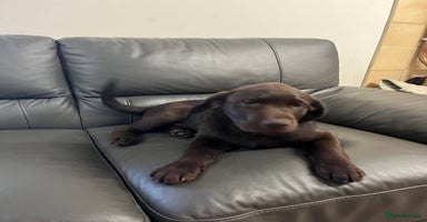 Labrador Retriever dogs - Advert 3