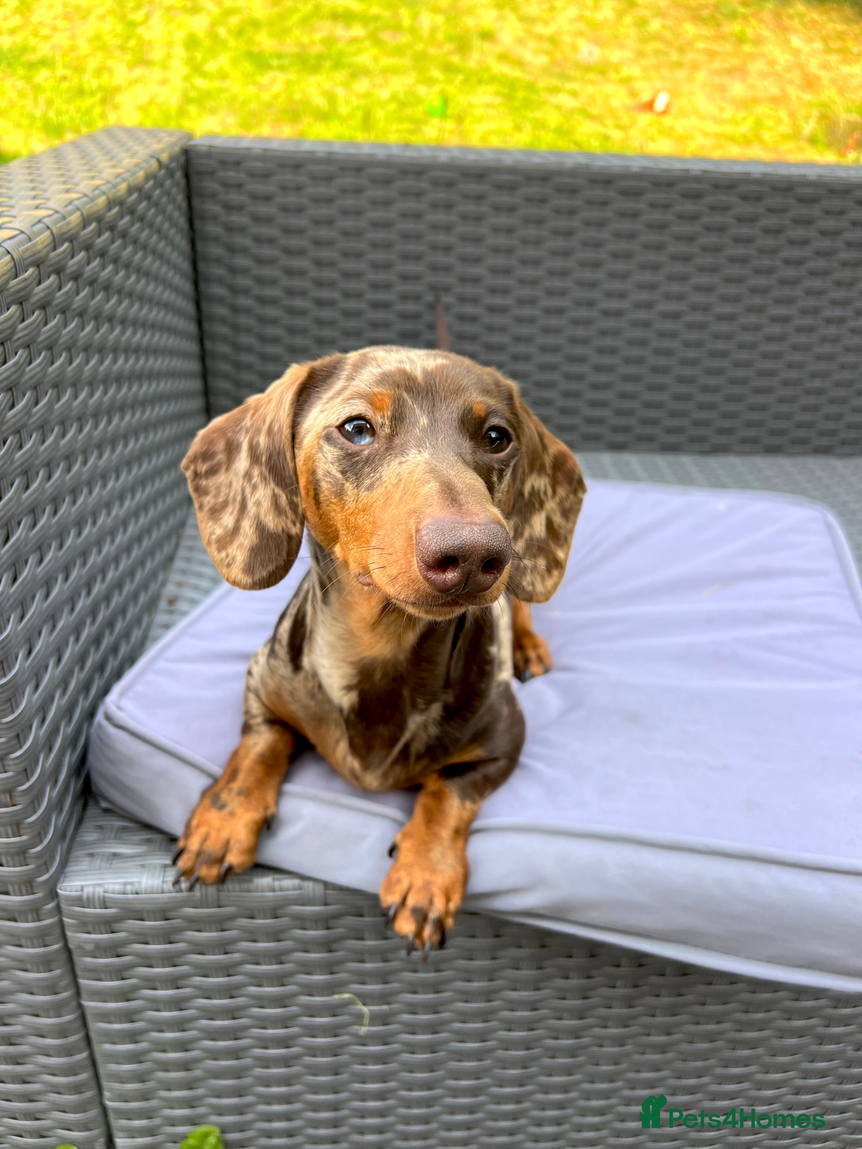 Miniature Dachshund dogs 1 Year Old Miniature Dachshund Male - Advert 7