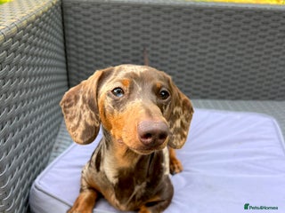 Miniature Dachshund dogs 1 Year Old Miniature Dachshund Male - Advert 1