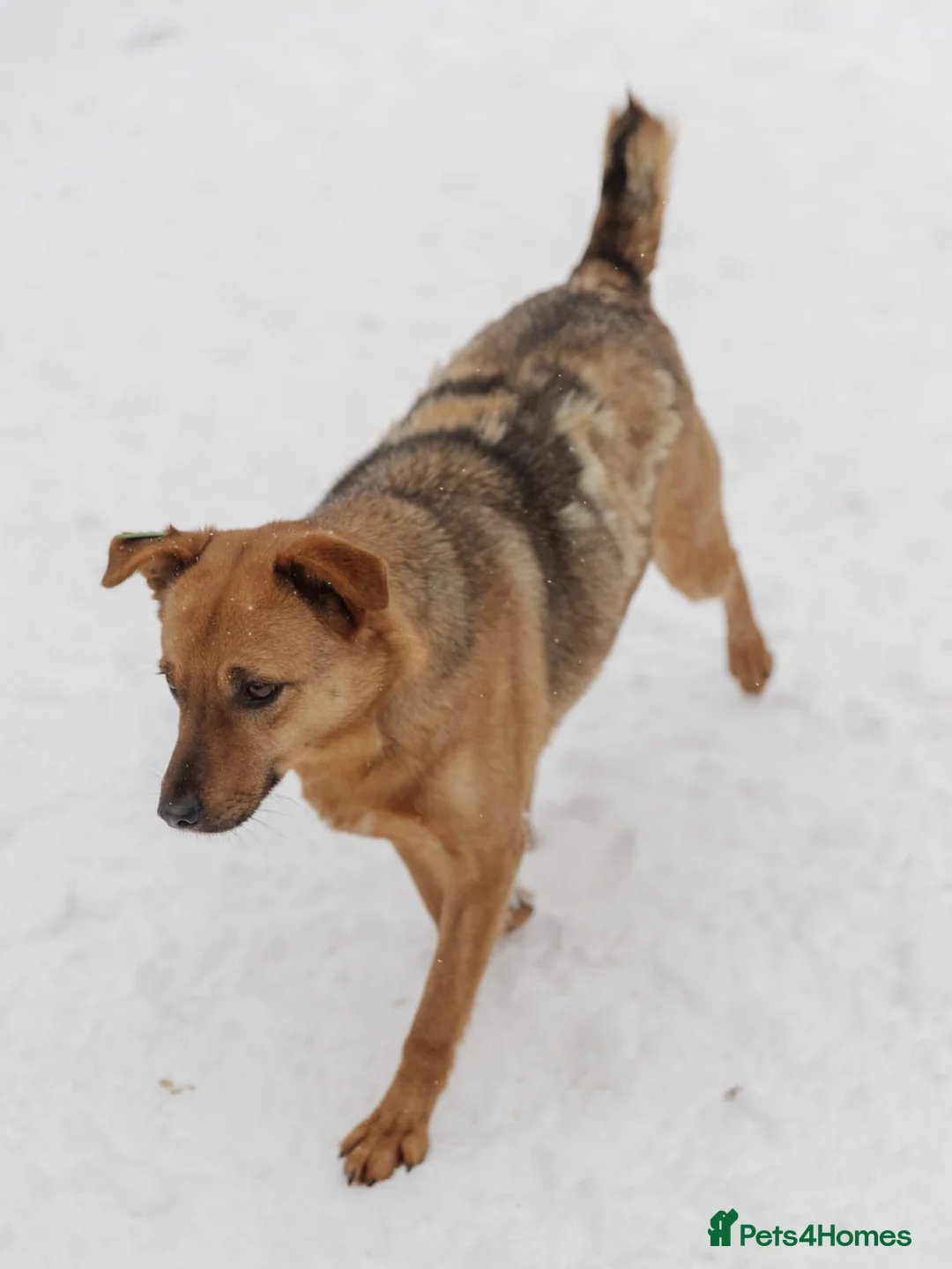 Mixed Breed dogs for adoption: ❤️Varya❤️3 yo girl full of energy, joy,&curiosity. - Advert 2