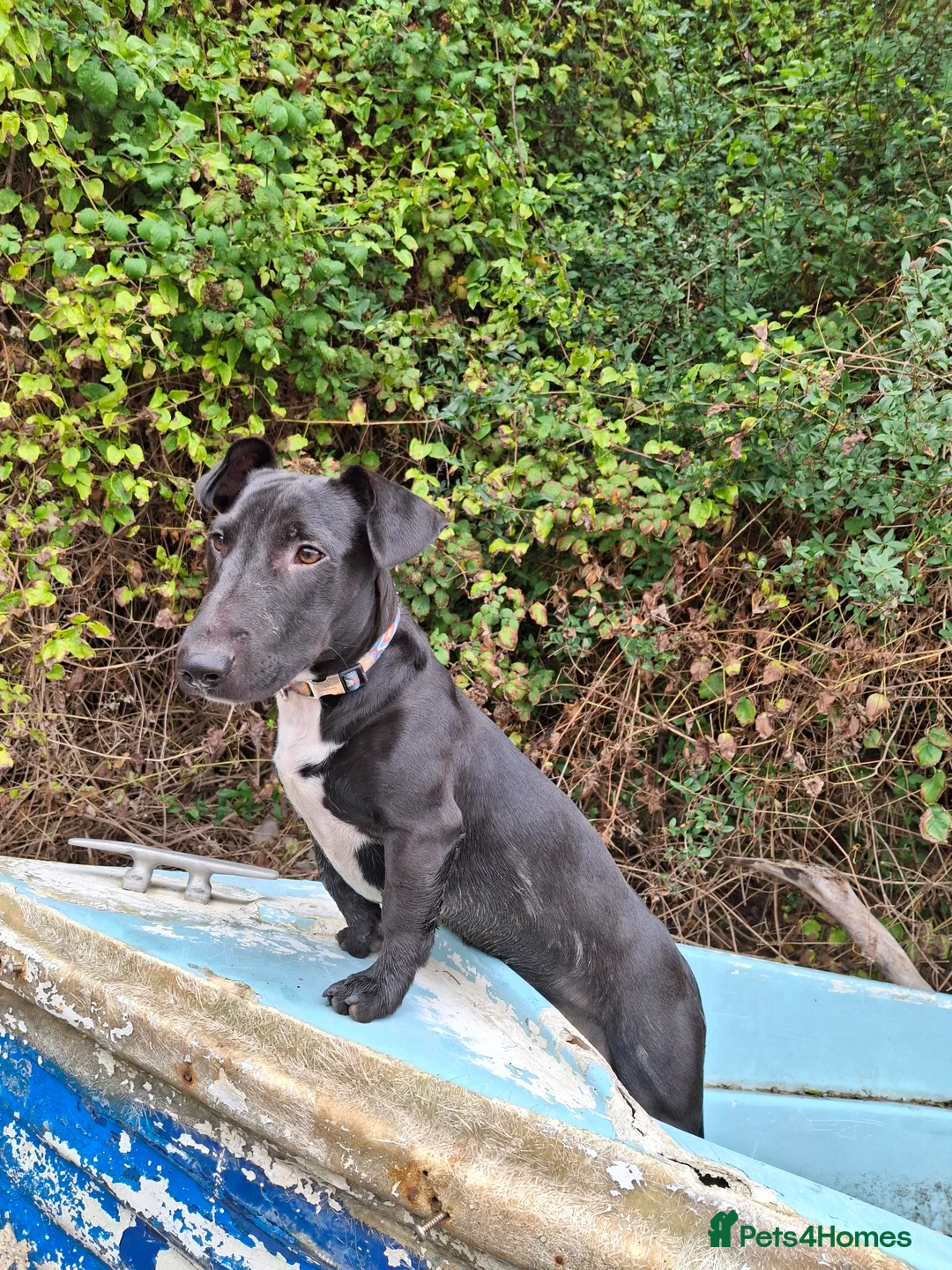 Mixed Breed dogs for sale: Ollie - Advert 8