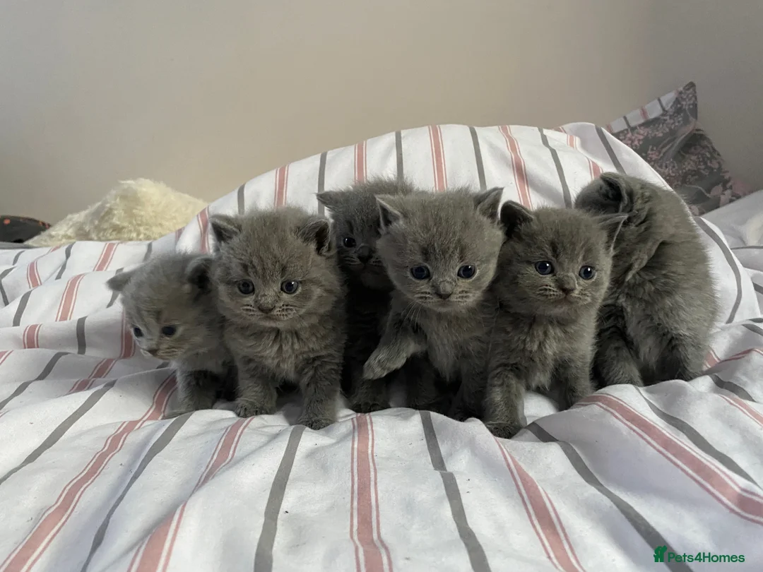 British Shorthair cats for sale: British blue shorthair x British blue long hair  - Advert 3
