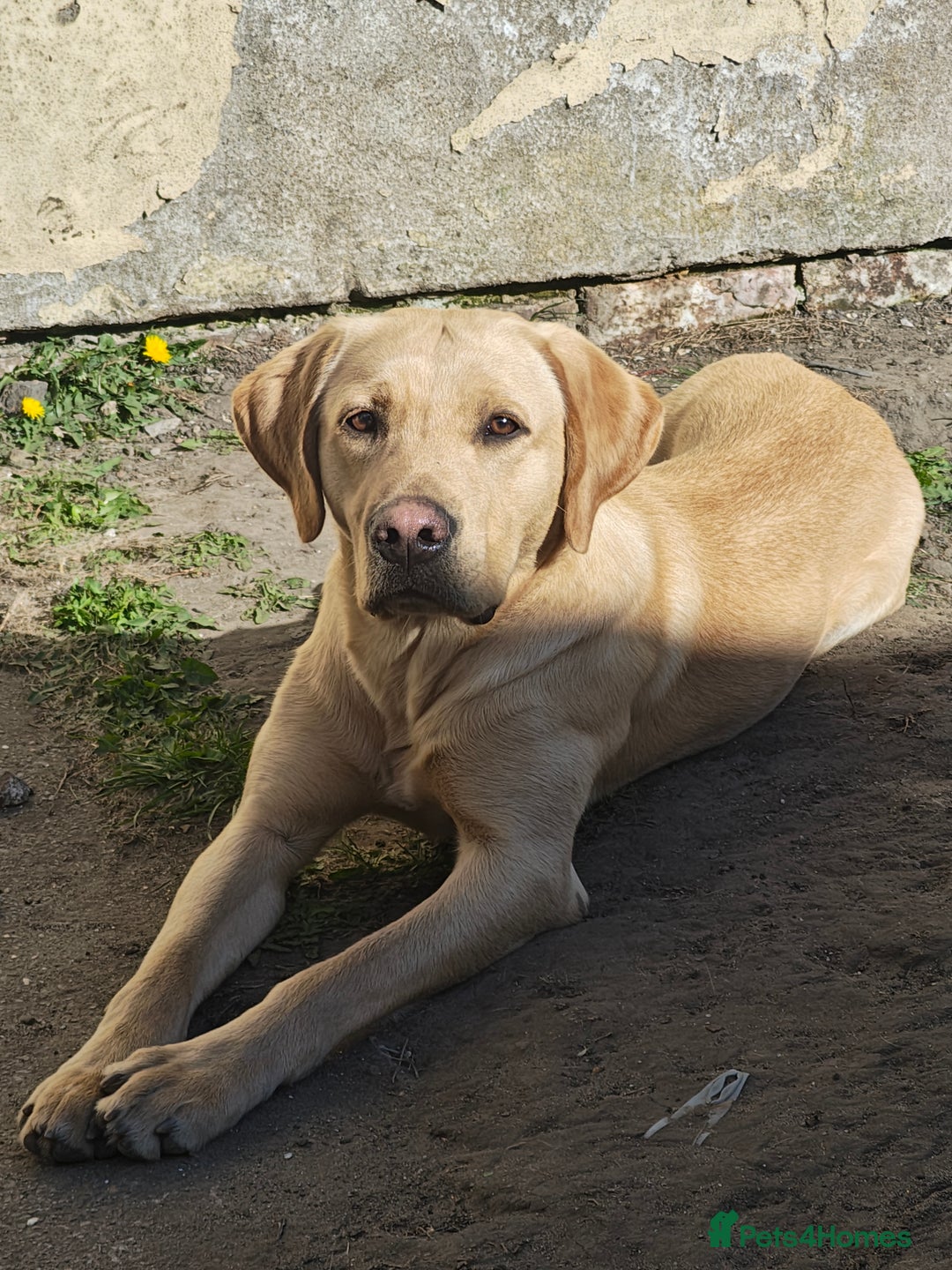 Labrador Retriever dogs for stud: stud only not for sale. KC reg.  - Advert 5