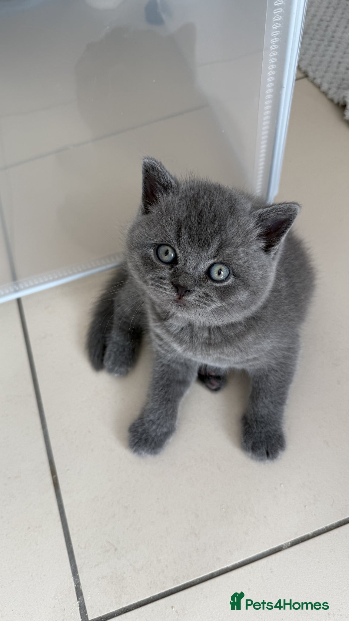 British Shorthair cats for sale: Gorgeous GCCF Reg British Blue Shorthair Kittens - Advert 9