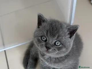 British Shorthair cats Gorgeous GCCF Reg British Blue Shorthair Kittens - Advert 10