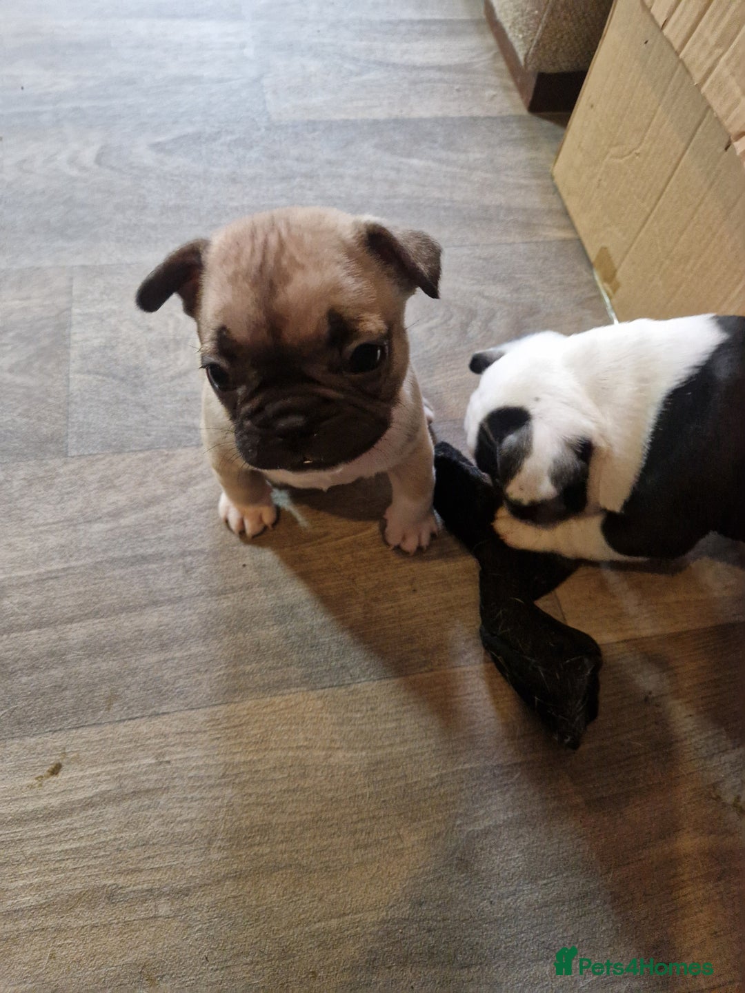 French Bulldog dogs for sale: Kc registered frenchbulldog puppies  - Advert 8