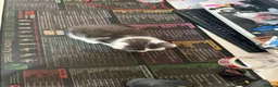 Mixed Breed cats for sale: Three beautiful kittens for sale.  - Advert 4