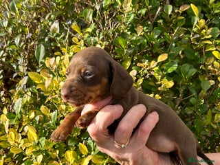 Miniature Dachshund dogs Kc reg mini dachshunds panel tested clear - Advert 7