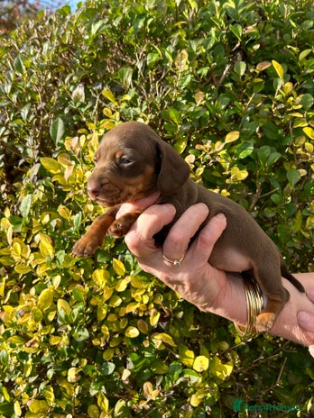 Miniature Dachshund dogs - Advert 4