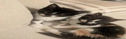 Mixed Breed cats for sale: Very loved, playful, socialised kittens  - Advert 4