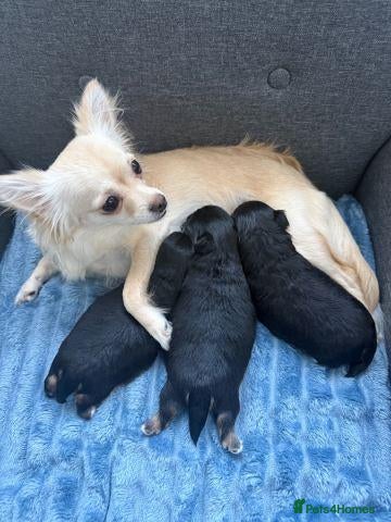 Koi Carp fish 3 Male Chihuahua Puppies Available For Sale - Advert 5