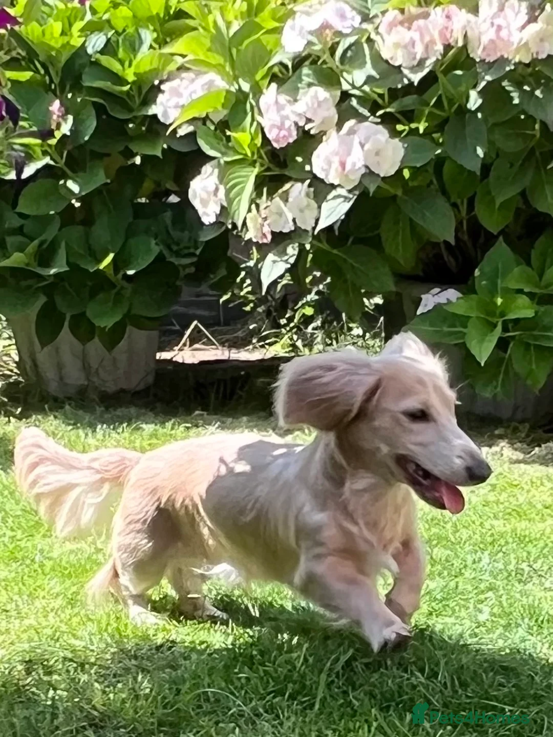 Miniature Dachshund dogs for stud: PROVEN CLEAR CREAM STUD BOY ❄️PRINCE ICE❄️ - Advert 7