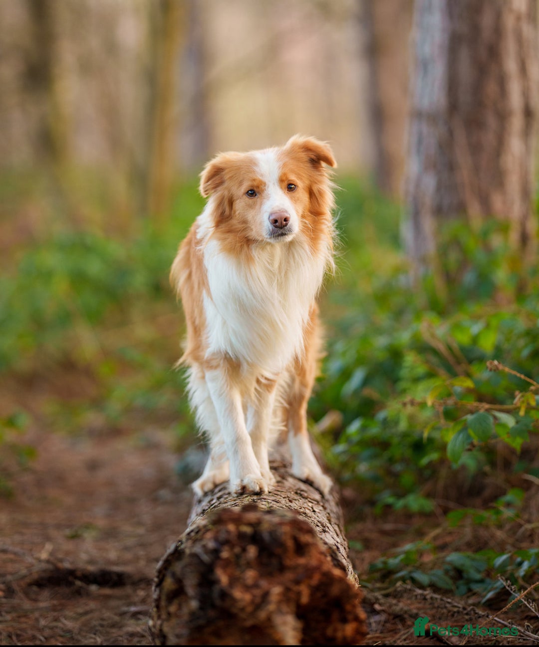 Border Collie dogs for sale: Stunning Traditional Show Line Health Tested Pups - Advert 9