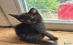 Domestic Shorthair cats for sale: Black kittens - Image 3