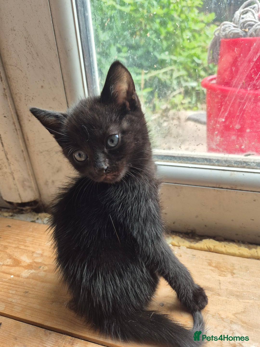 Domestic Shorthair cats for sale: Black kittens - Image 3