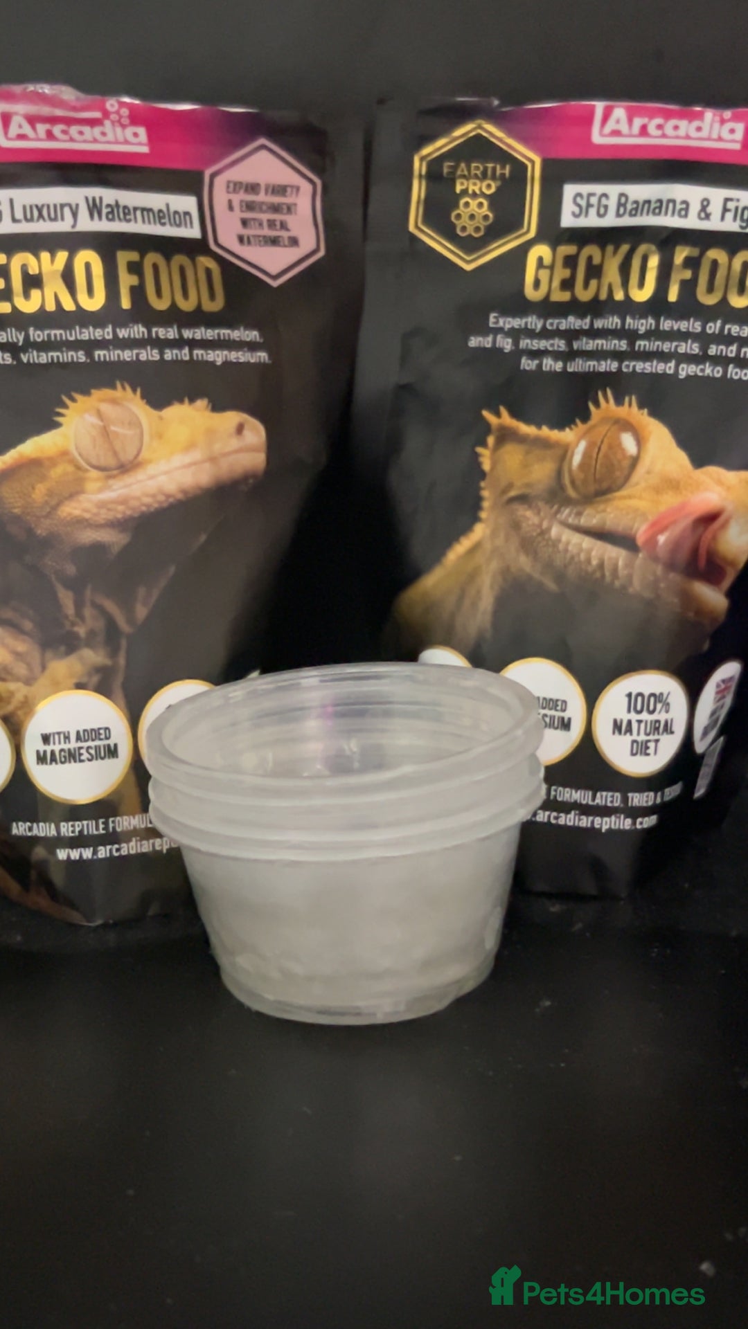 Gecko reptiles for sale: Harlequin Tricolour Crested Gecko + Large Tank - Advert 38