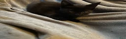 Domestic Shorthair cats for sale: Litter of 7 Ready for new homes 🥺 💖 in West Drayton - Advert 15