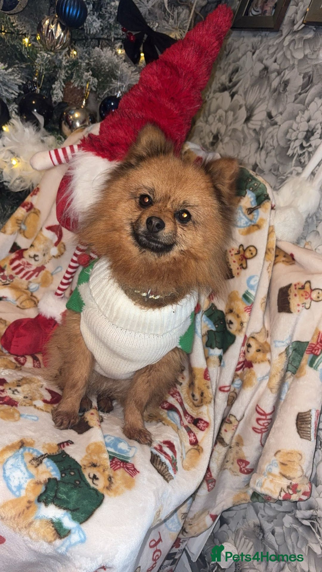 Pomeranian dogs for sale: Beautiful tiny Pomeranian puppies  - Advert 7