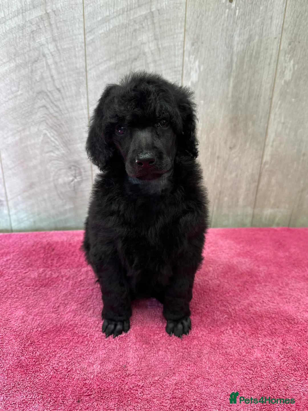 Standard Poodle dogs for sale: Seven Wonders of Standard Poodle Puppies - Advert 4