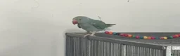 Ringnecks birds for sale: Indian Ringneck Rare Colour 6 Months Old - Advert 3