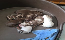 Miniature Dachshund dogs for sale: Mini Daschund Puppies - Image 1