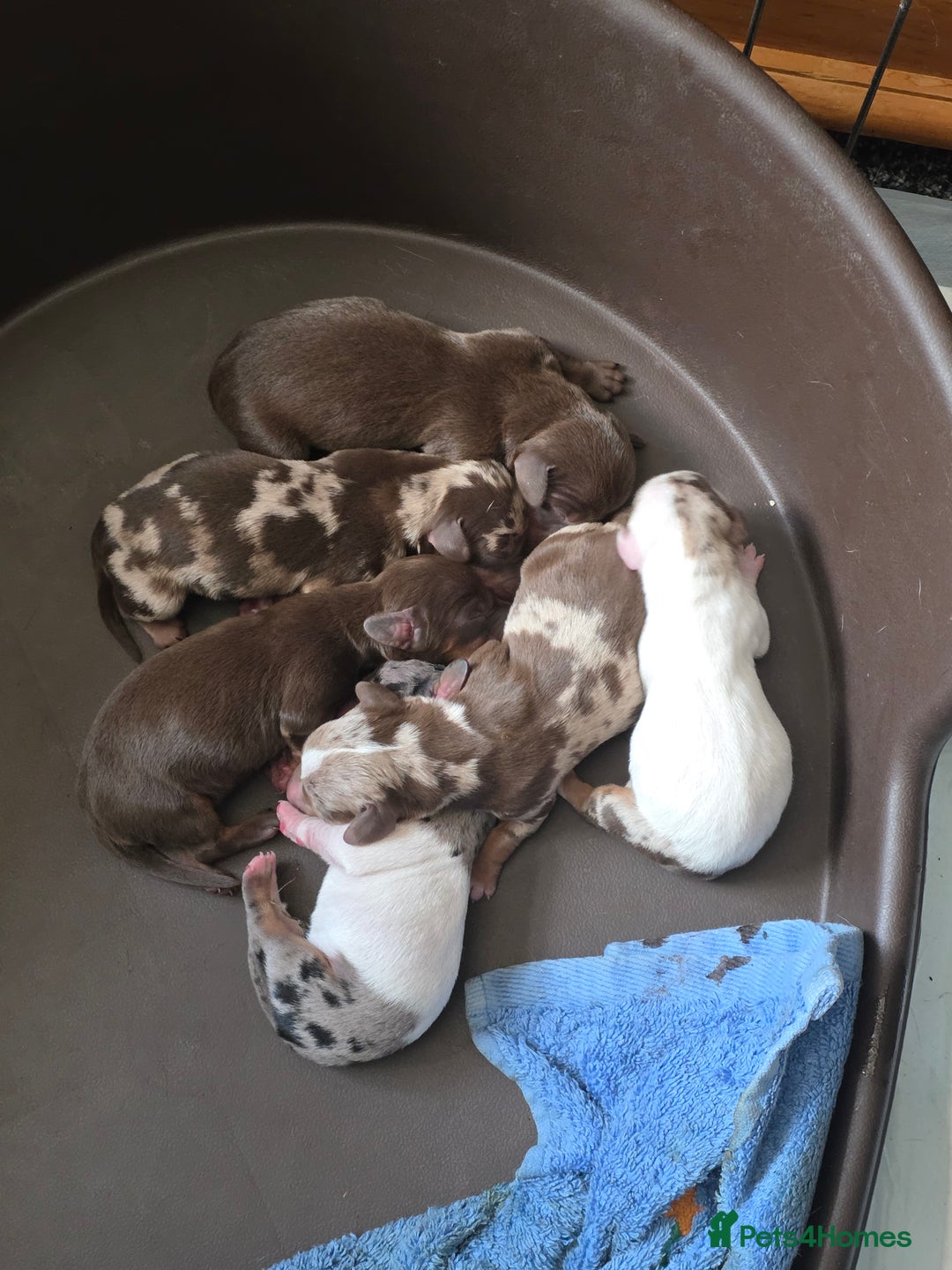 Miniature Dachshund dogs for sale: Mini Daschund Puppies - Image 1