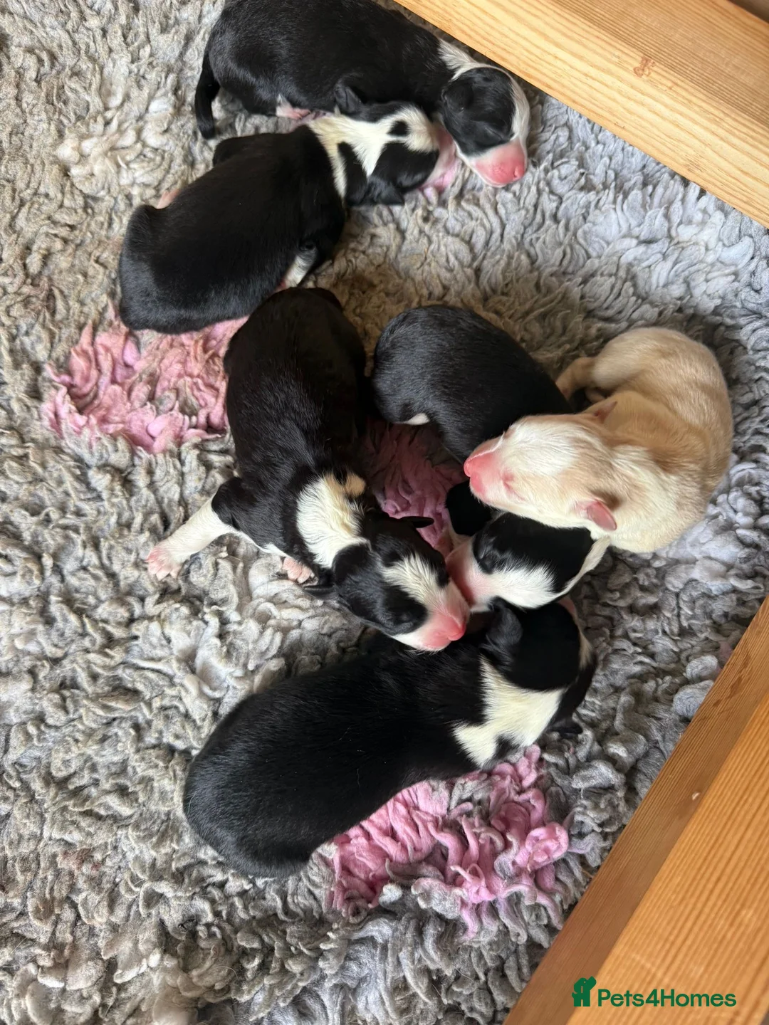 Border Collie dogs for stud: Kajtek Red-white border collie FOR STUD - Advert 15