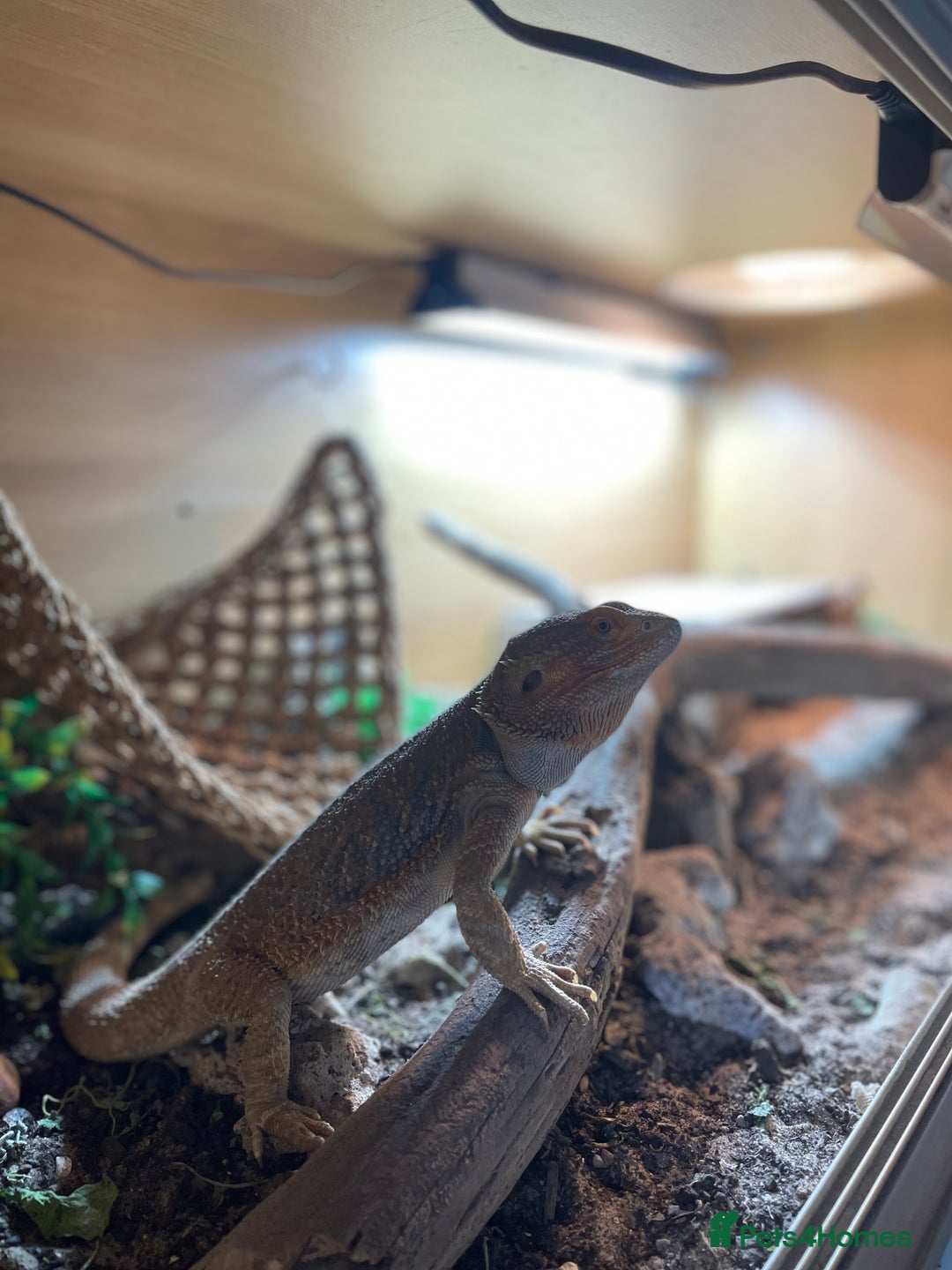 Bearded Dragon reptiles for sale: Bearded Dragon 20 months old  - Image 8