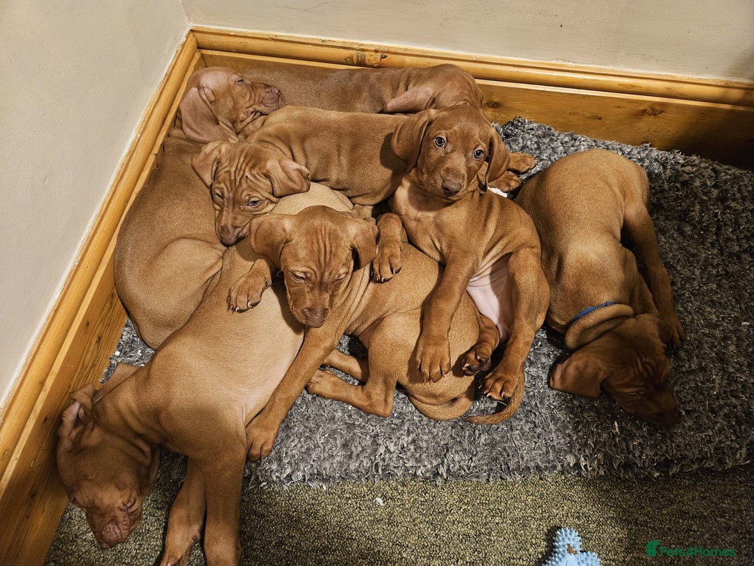 Hungarian Vizsla dogs for sale: Hungarian Vizsla Puppies – Ready Soon! - Advert 8