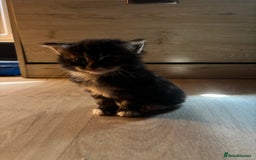 Mixed Breed cats for sale: Ragdoll mixed kittens! - Image 3