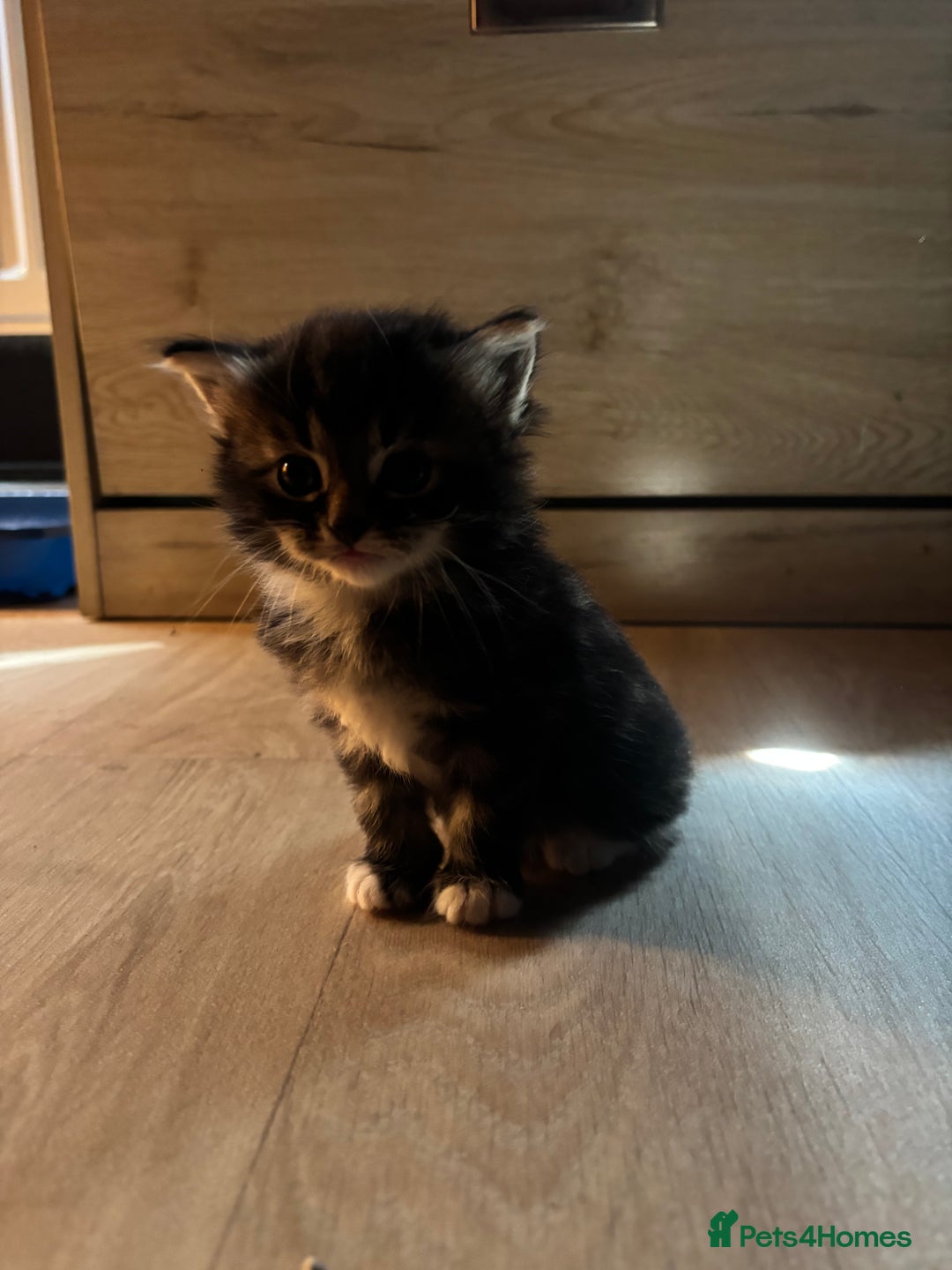 Mixed Breed cats for sale: Ragdoll mixed kittens! - Image 3