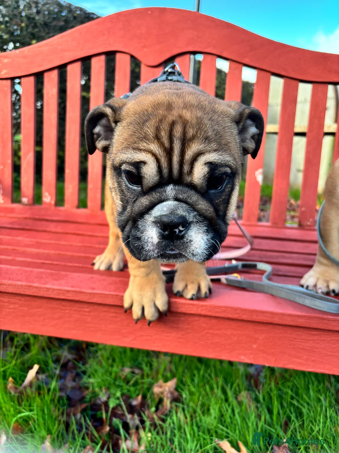 English Bulldog dogs for sale: Little Lyra 6 months old  - Advert 8