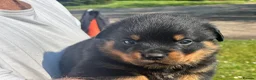 Rottweiler dogs for sale: KC registered rottweiler puppies - Advert 24