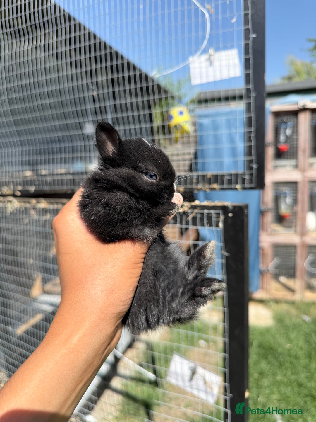 Netherland Dwarf rabbits for sale: •AVAILABLE• Pedigree Netherland Dwarf Baby BunnIes - Image 5