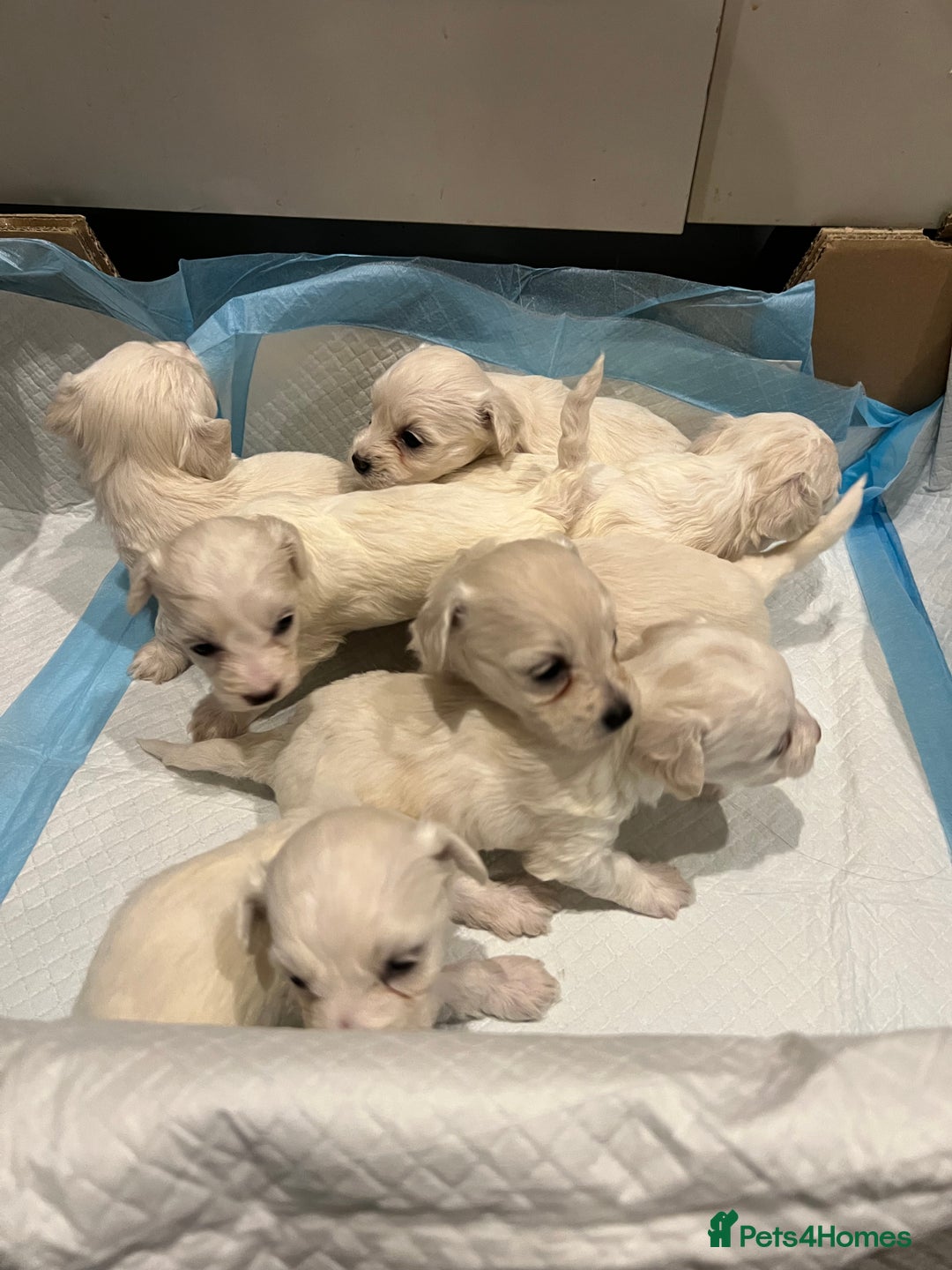 Bichon Frise dogs for sale: Adorable Bichon Frise x Bichon Maltese  - Advert 12