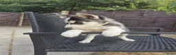 Siberian Husky dogs for sale: lovely pure breed husky puppies, ready to go in London - Advert 8
