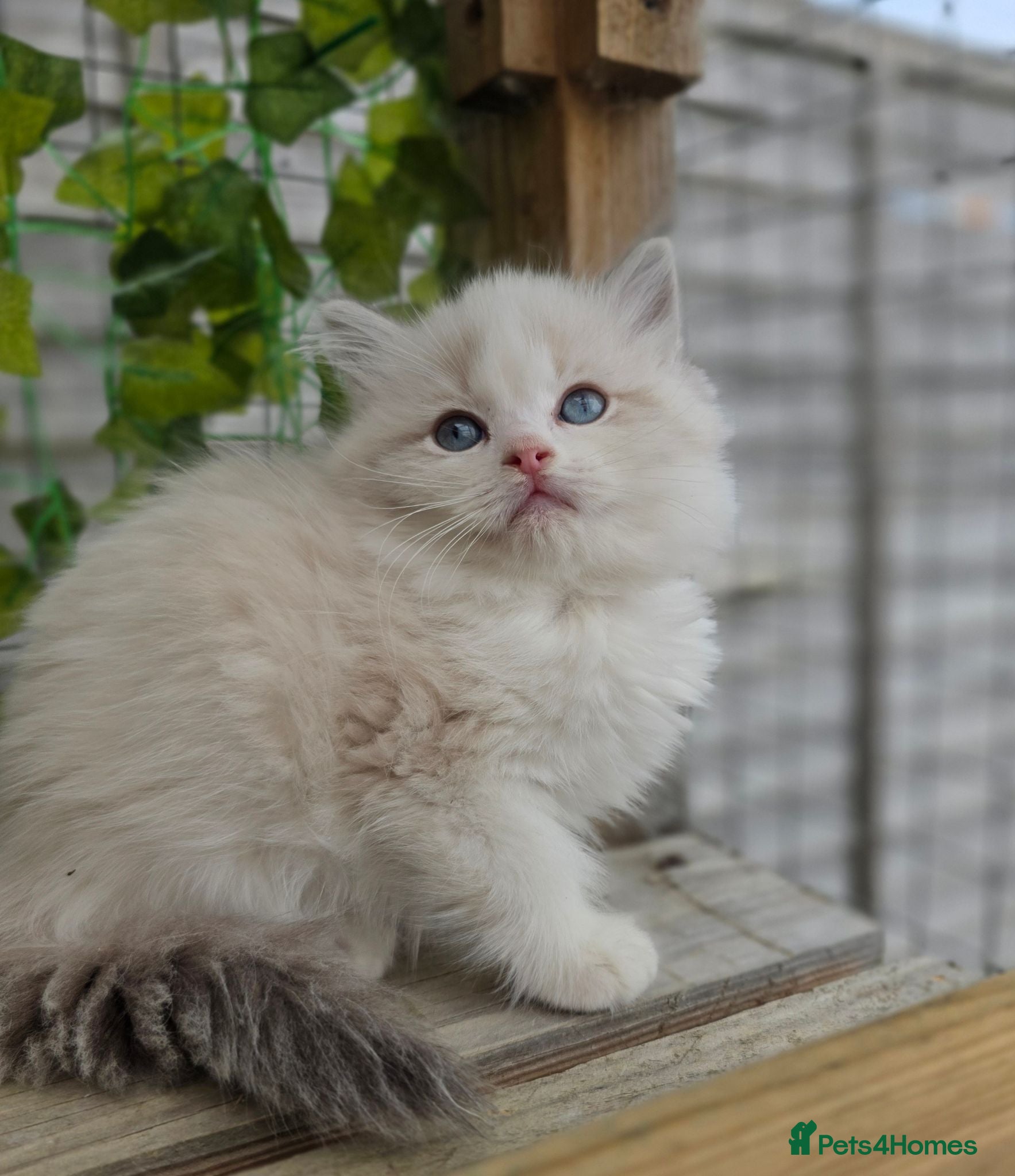 Ragdoll cats 💓please read🩵🏆European Champion lines 💫Tica - Advert 1