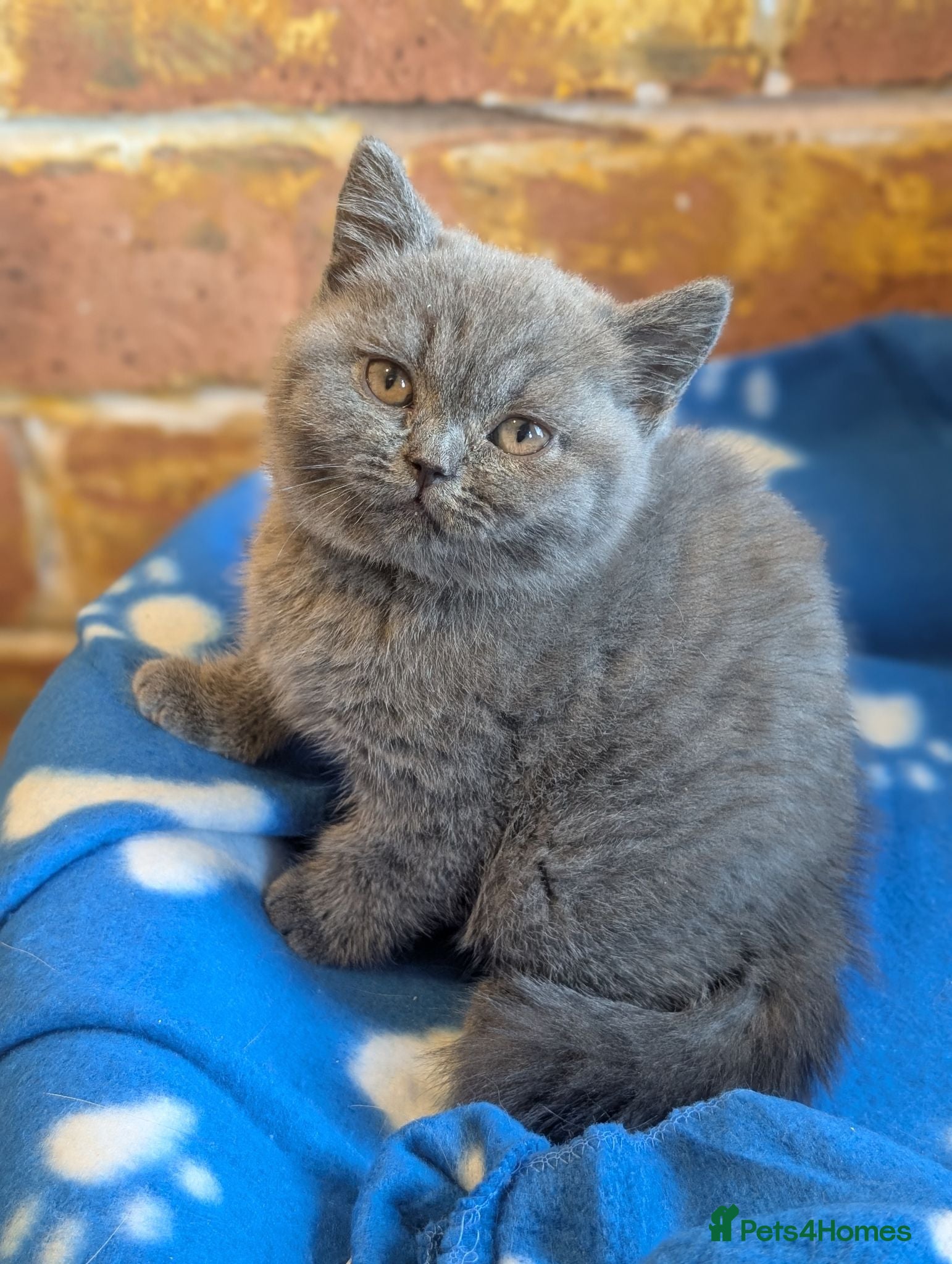 British Shorthair cats British shorthair and longhair kittens  - Advert 16
