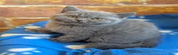 British Shorthair cats for sale: British shorthair and longhair kittens  - Advert 1