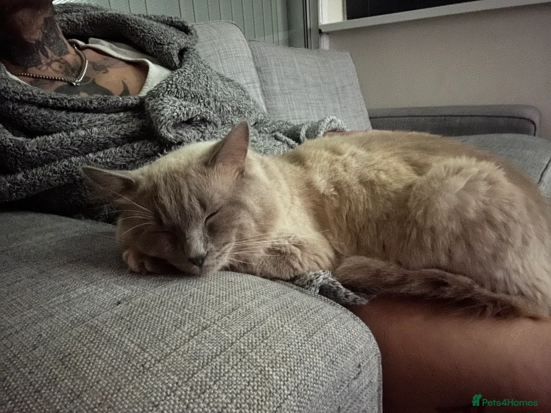 Ragdoll cats for sale: Male blue point ragdoll  - Advert 2