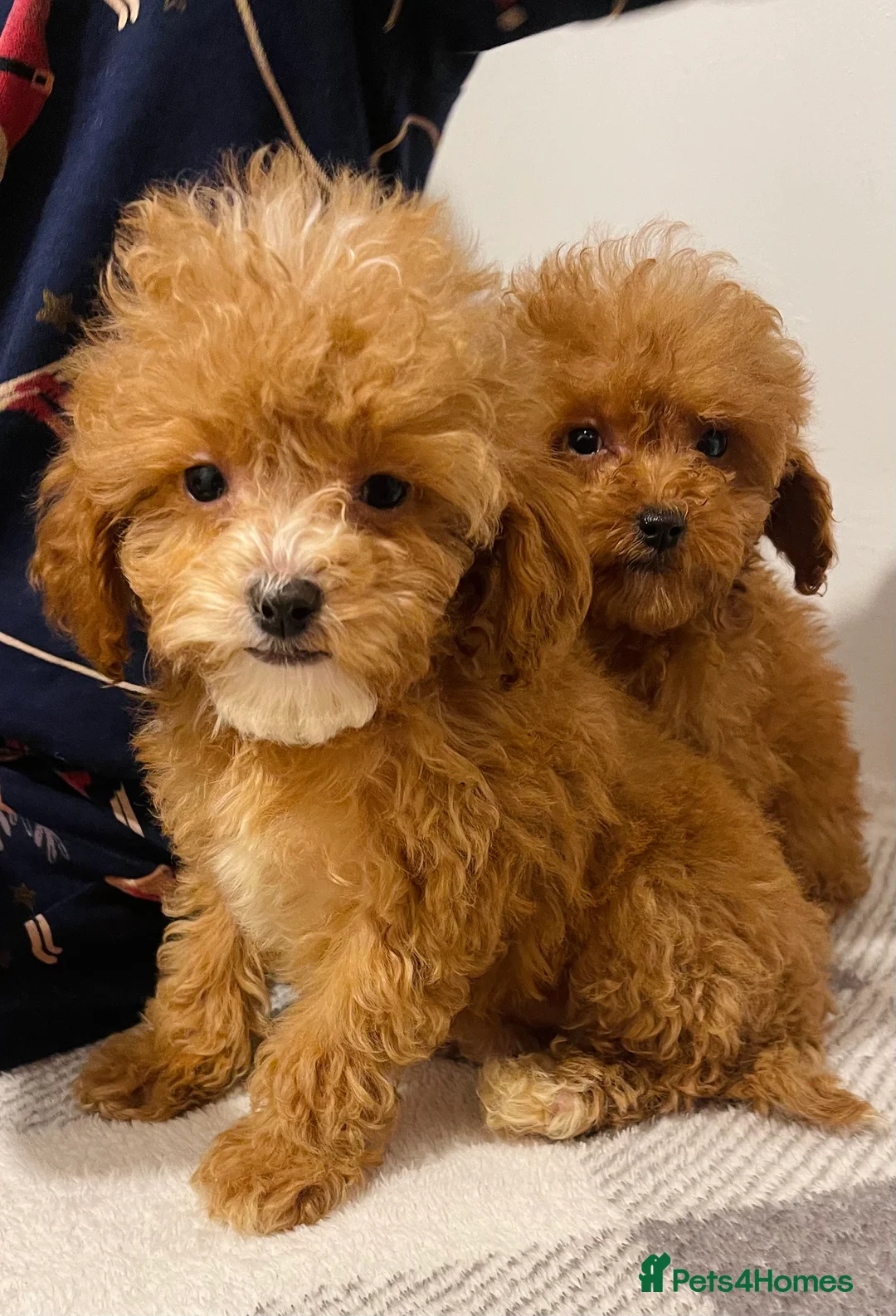 Cavapoo dogs for sale: Beautiful Cavapoo Puppies – Ready for Loving Homes - Advert 6