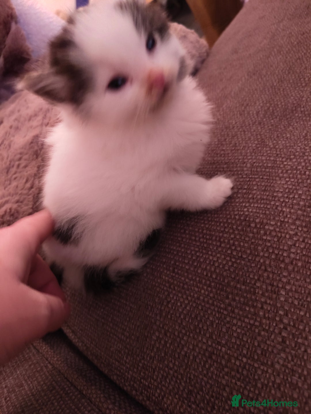 British Longhair cats for sale: Beautiful male kitten  - Advert 2