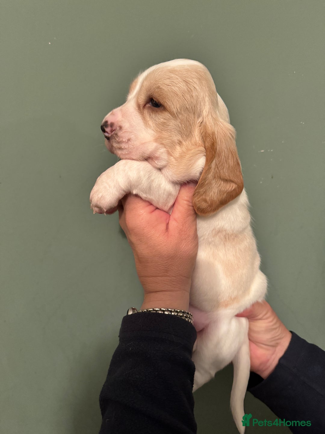 Mixed Breed dogs for sale: Basset x cocker puppies - Image 3