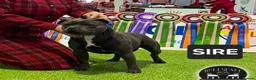 Staffordshire Bull Terrier dogs for sale: Champion stacked pedigree *Male pup *  - Advert 6