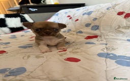 Chihuahua dogs for sale: Health tested & KC Reg Chocolate sable boy left! - Advert 9