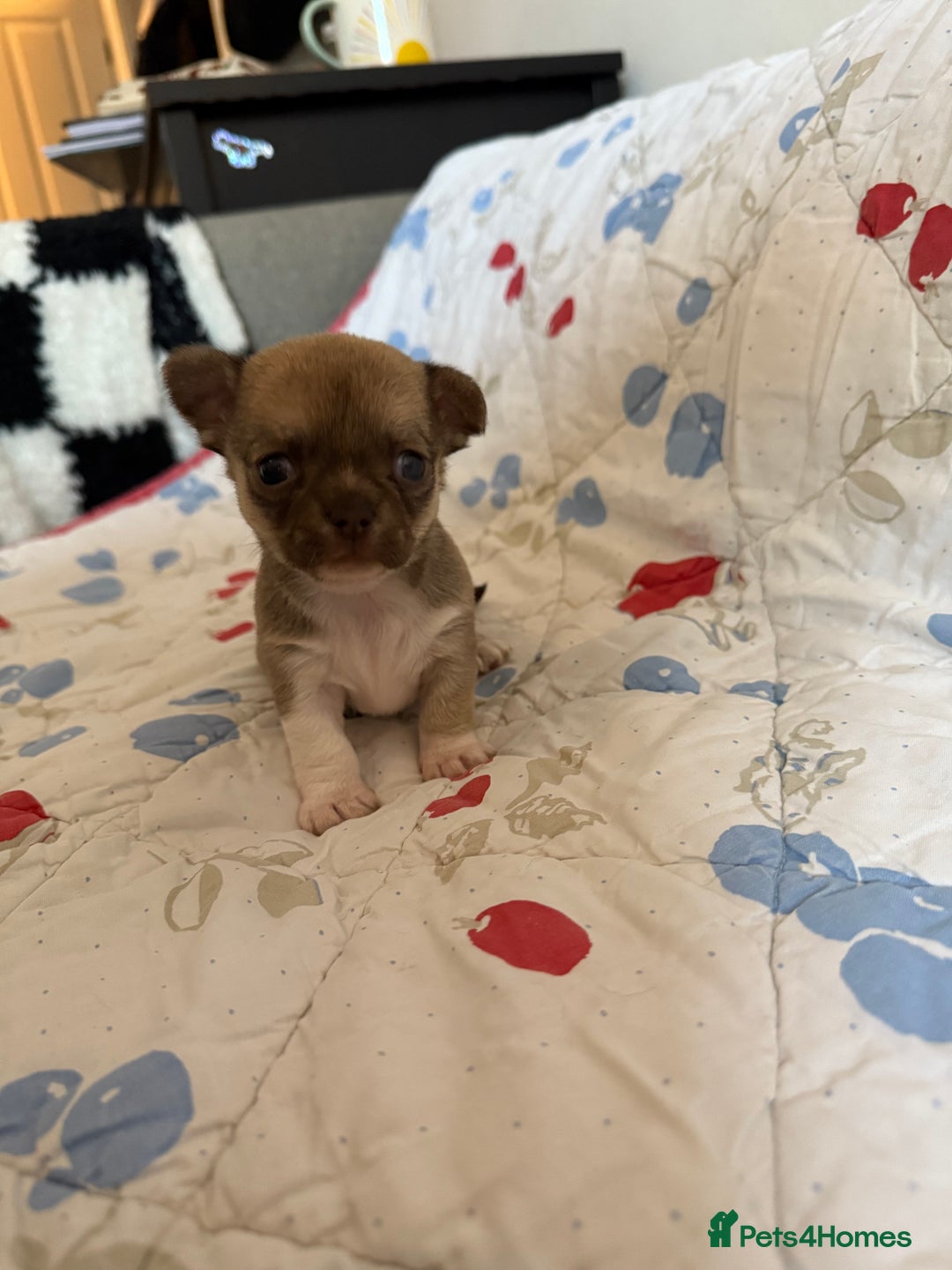 Chihuahua dogs for sale: Health tested & KC Reg Chocolate sable boy left! - Advert 9