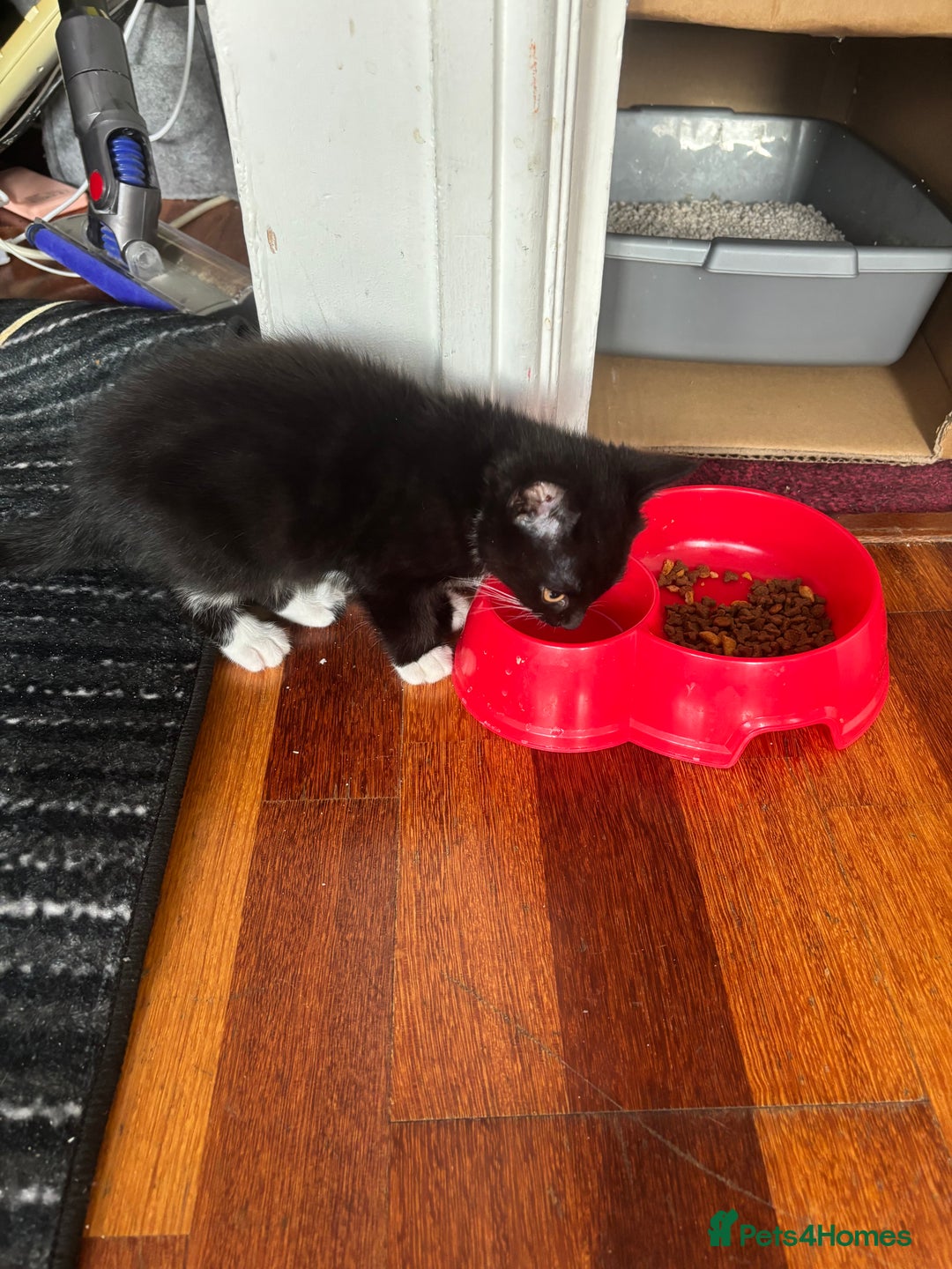 Mixed Breed cats for sale: Playful Black & White Tuxedo Kitten – Loving Home  - Advert 8