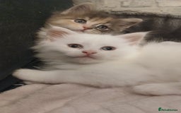 Maine Coon cats for sale: Female white mainecoon kitten.  - Image 3