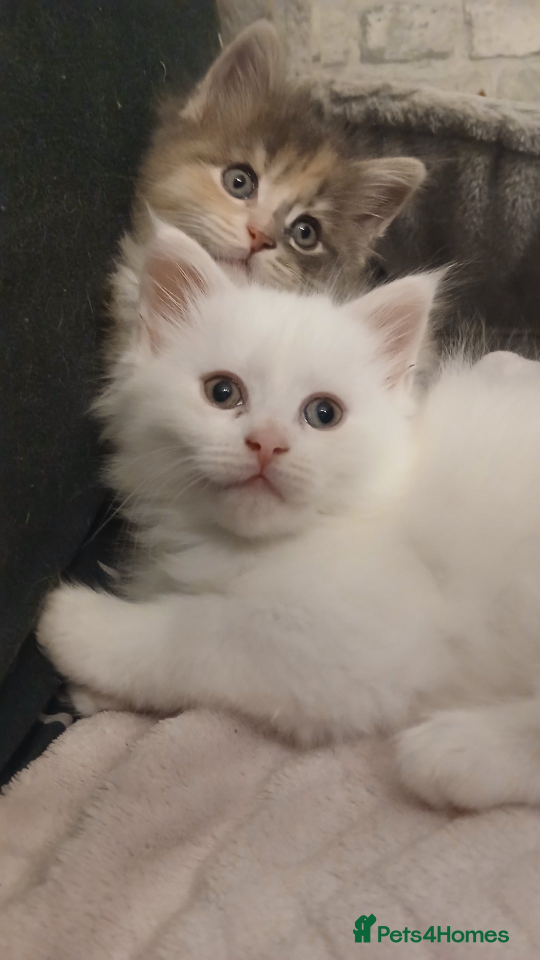 Maine Coon cats for sale: Female white mainecoon kitten.  - Image 3